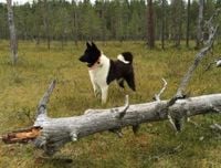 Dog diversity emerged thousands of years before modern breeding - study | УНН