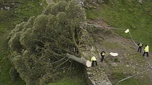 Two Men Convicted For Felling Iconic Sycamore Gap Tree
