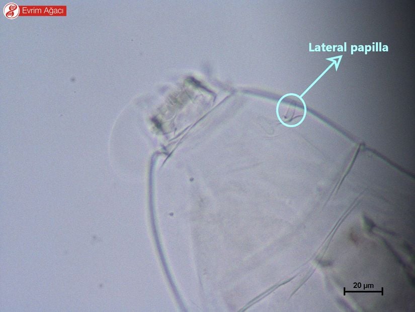 Ağız anatomisi ve lateral papilla.