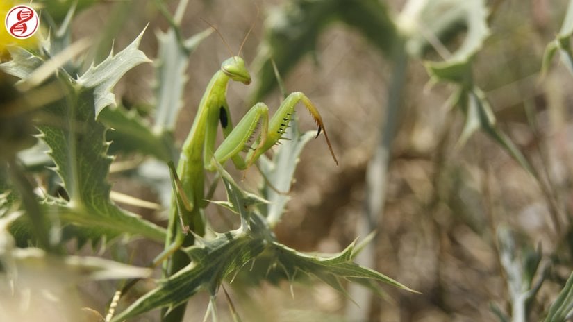 Yetişkin birey ve karakteristik siyah lekesi, Kütahya.