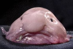 Damla balıklarının yüzeylerinin kaygan olması onlara ne gibi katkılar sağlar?