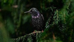 Sığırcık (Sturnus vulgaris)