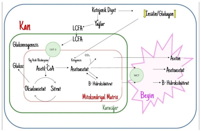 Ketojenik Diyetin biyokimyası.