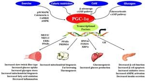 Neuron-specific PGC-1α Isoform Linked To Aging And Metabolism