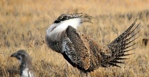 Biden Tries To Protect Sage Grouse By Restricting Energy Development