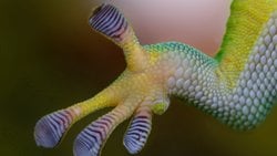 BİYOMİMİKRİ: DOĞADAN İLHAM ALAN YENİLİKÇİ TASARIM