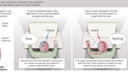 Beyin ve Bilincin Deneylerle Analizi Üzerine