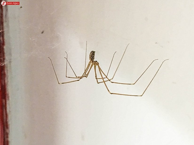 Ağın üzerinde asılı duran birey.