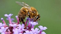 Honeybee 'superfood' could help defend insects against devastating decline | LBC