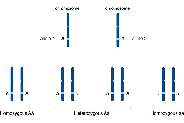 İki kromozomda aynı gene ait farklı aleller