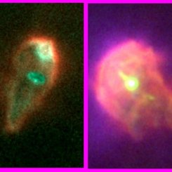Orion'da Hayatta Kalan Protogezegen Diskleri