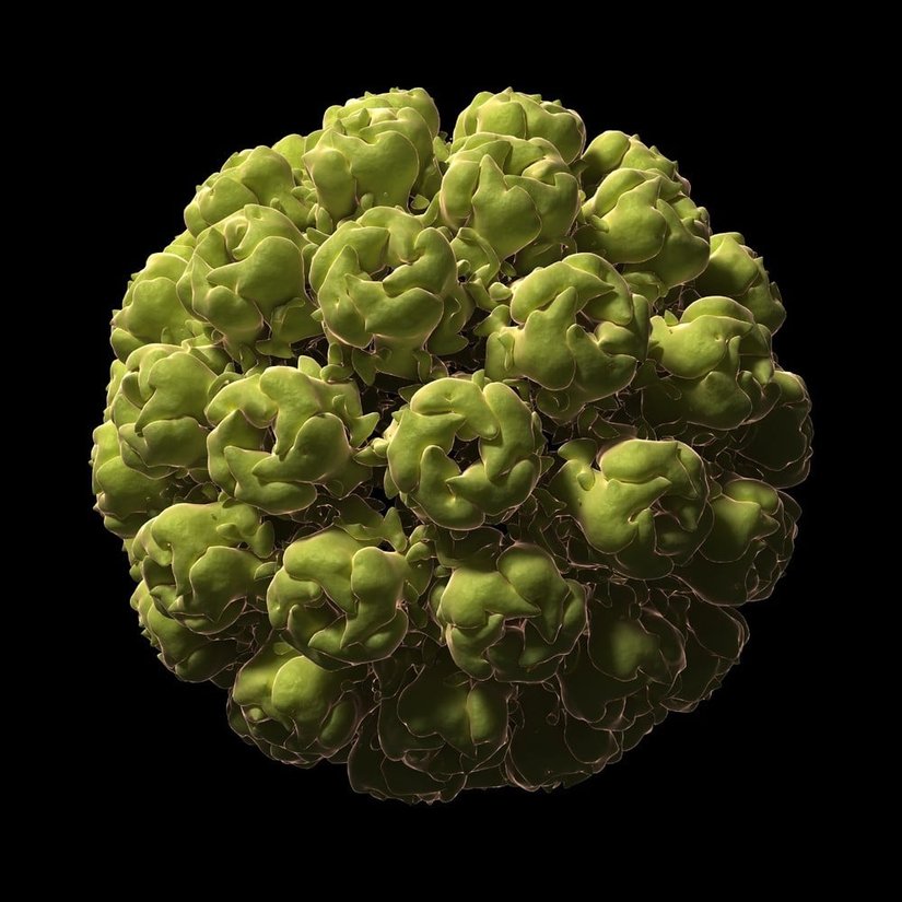 Maymun Virüsü (Merak edenler için, insan da dahil olmak üzere tüm maymun türlerine; ancak sadece maymun türlerine bulaşabilen bir virüstür ve tümörlere neden olur)