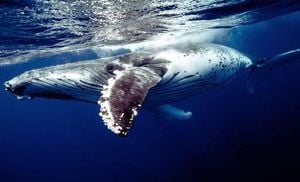 Blue Whales Fall Silent As Climate Crisis Deepens
