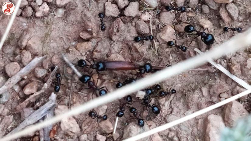 Küçük olanlar minor işçi, büyük olanlar major işçi.