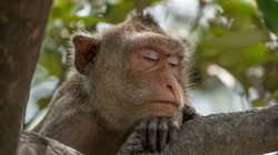 Uykunun evrimleşme sürecinde yeri nedir?