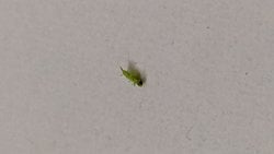 Yazın evde sürekli karşıma çıkan ve çok hızlı hareket eden bu böceğin adı ne?