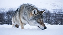 İskoç Dağları'ndaki Kurtlar İklim Değişimi ile Mücadelede Önemli Bir Rol Oynayabilir!