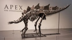 Şimdiye kadarki 'en pahalı' dinozor fosili, açık artırmada 44,6 milyon dolara satıldı