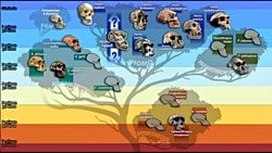 Homo naledi'nin Eklenmesiyle Yeni Evrim Ağacı...