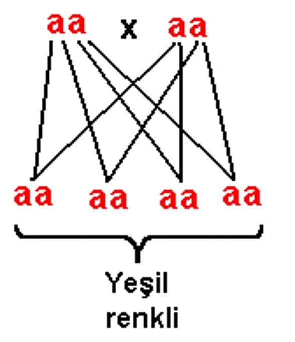 İki çekinik genin çaprazlama modeli