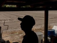 Some Florida farmers reduce crops as deportation fears drive workers away