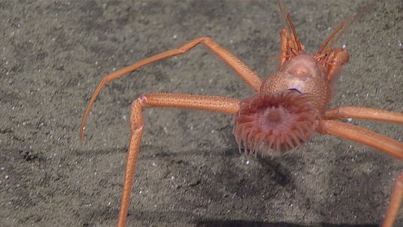 Bu parapagurid keşiş yengecinin (muhtemelen  Parapagurus türü) üzerinde yaşayan anemon ,  yengeç için bir "kabuk" salgılar ve çoğu keşiş  yengecinin ev dediği gastropod kabuğu (örneğin  salyangoz) yerine bu kabuğu mesken tutar.  Bu fotoğraf, 4 Mayıs 2016'da, 13. Dalışta, Mariana  Çukuru'ndaki Pasifik Plakasının batmasıyla ilişkili  faylar boyunca oluşan serpantinit çamur volkanı adı  verilen eşsiz bir jeolojik oluşumda fotoğraflandı.  Fotoğraf Kredisi: NOAA Okyanus Araştırma ve Keşif Ofisi, 2016  Mariana Adaları'nın Derin Su Keşfi