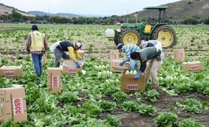 Labour’s Political Rift Deepens Over Farming Industry Comments