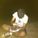 Mefe_ycl Mefe_ycl