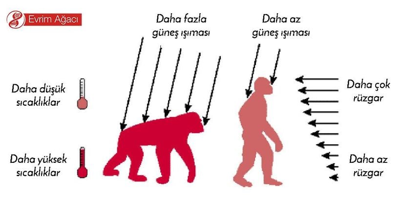 Uzun mesafelerde göç eden türümüz için vücudu serin tutmak çok önemlidir. İki ayak üzerinde yürüyen bir hayvana tepedeki Güneş çok daha az ısı aktarabilirken, esen rüzgar çok daha kolay serinletir. Bu, ısı düzenlemesi açısından iki ayaklılığı tetiklemiştir. İki ayak üzerinde kalkmak ise, az önce izah edildiği gibi daha büyük beyinleri gerektirmiştir.