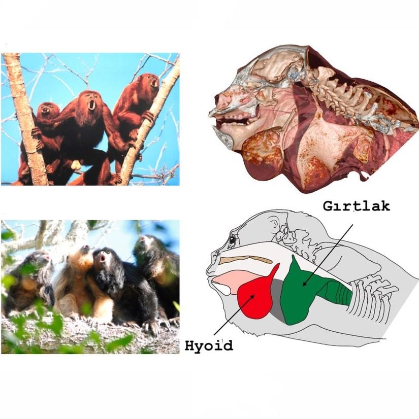 Uluyan maymunlardaki hiyoit kemik (dil kemiği) ve gırtlak yapısı