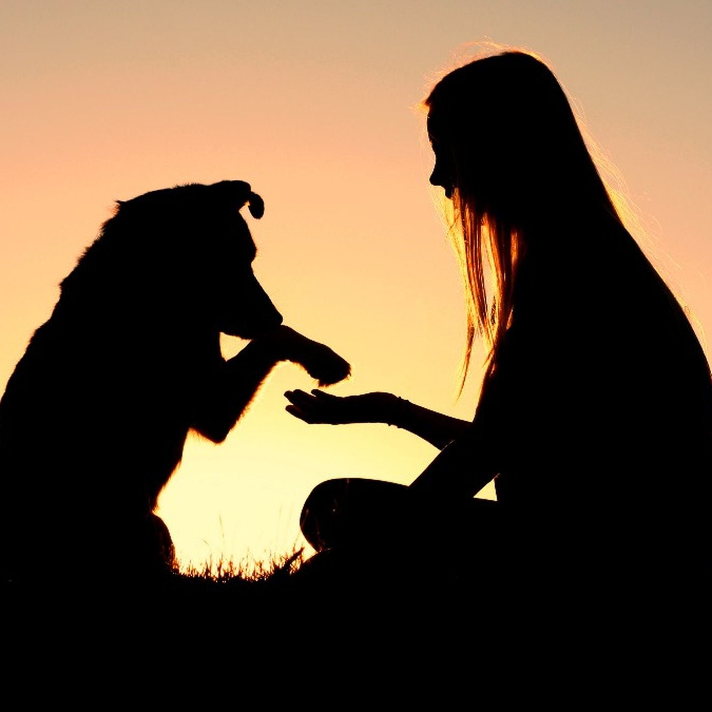 Köpeklerle Nasıl Anlaşıyoruz? Köpekler Bizi Anlıyor mu?