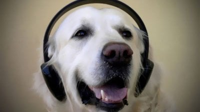 Biyomüzikoloji: Canlılarda Müzik Algısı ve Müziğin Etkilerine Kısa Bir Bakış