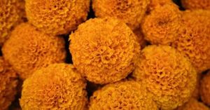 Climate Change Threatens Mexico’s Day Of The Dead Marigolds