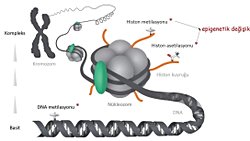 Epigenetik ve Çevresel Faktörlerin Genetik Üzerindeki Etkisi