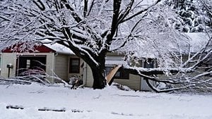 Exploding Trees Rumor Sweeps Midwest Amid Arctic Blast