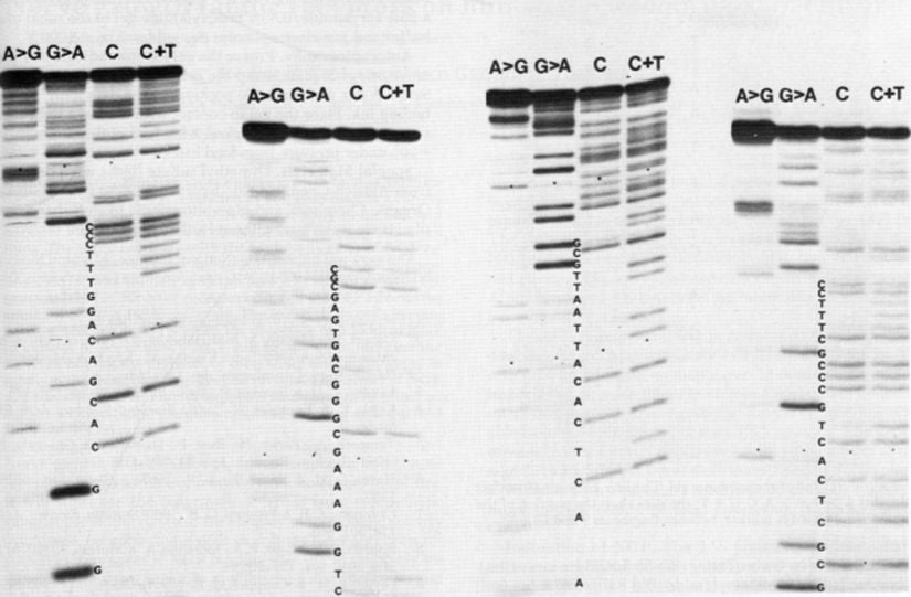 Maxam-Gilbert metodu ile muamele edilmiş DNA fragmentinin elektroforez sonucu. Bahsedildiği üzere Maxam-Gilbert metodunda nükleotitleri ayırt etmek için 4 farklı enzim muamelesi uygulanır. Dikkat ettiyseniz bazı bazlar için iki farklı muamele varken (G ve C) bazıları için (A ve T) özgül bir muamele yoktur. Örneğin sitozin hem hidrazin hem de hidrazin+tuz reaksiyonuna tepki vermektedir, eğer incelenen nükleotit yalnızca hidrazin'e tepki verseydi bu bazın Timin olduğu söylenebilirdi.