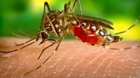 Épidémie de chikungunya: deux premiers morts recensés à La Réunion