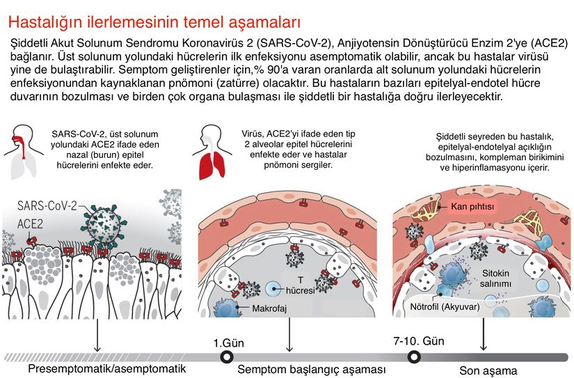 Hastalığın ilerleyişindeki temel aşamalar