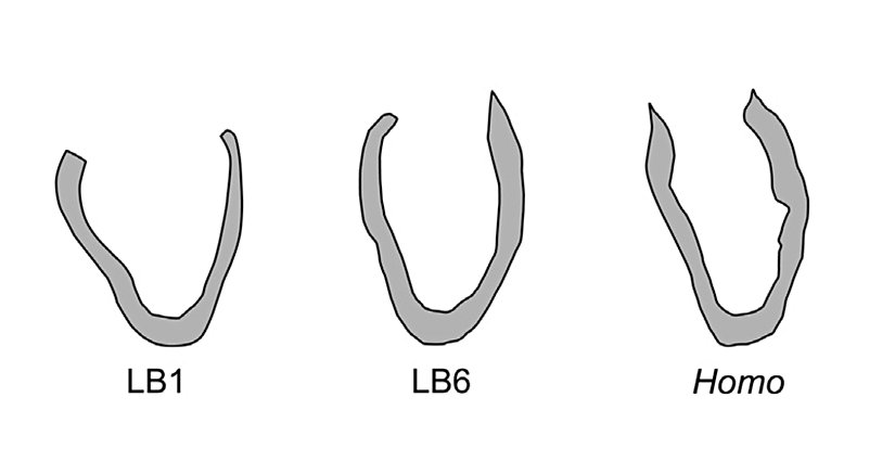 LB1 - LB2 ve Homo Sapiens Mandibulaları