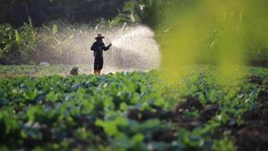 Thailand Heatwave Poses Risks To Agriculture