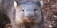 'Am I A Villain?': Influencer Reacts To Backlash Over Taking Baby Wombat Away From Its Mom
