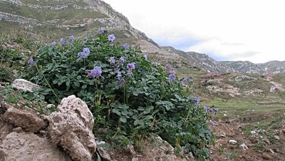 Bugün Patates Yiyebilmenizi Domateslere Borçlu Olabilirsiniz!