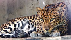 Yavru Babunu Koruyan Genç Leopar