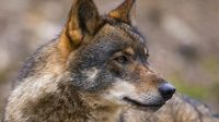 El Congreso da luz verde a cazar lobos al norte del Duero