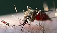 Oropouche virus activity in the Americas mimics last year as UK notes its first case