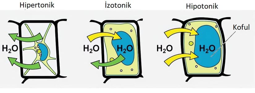 Bir bitki hücresinin turgor basıncı, içinde bulunduğu çözeltinin tonisitesine bağlıdır.