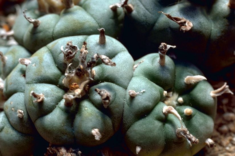 Peyote kaktüs