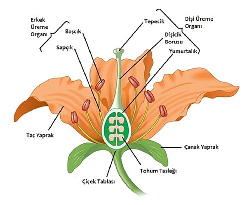 Bir tam çiçeğin yapısı