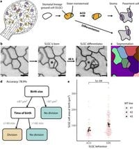 Multi-scale dynamics influence the division potential of stomatal lineage ground cells in Arabidopsis - Nature Communications