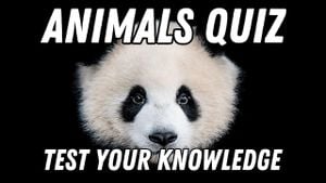 Celebrity Animal Knowledge Contest Awes Viewers